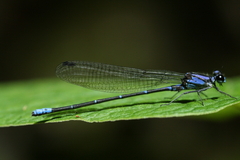 Argia ulmeca