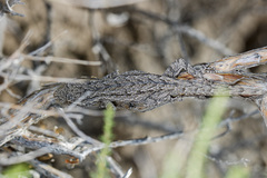 Mediodactylus russowii