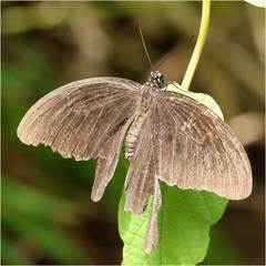 Papilio nephelus chaon