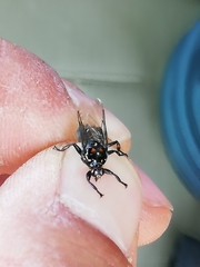 Struthiobosca struthionis