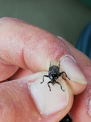 Struthiobosca struthionis