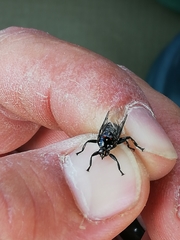 Struthiobosca struthionis