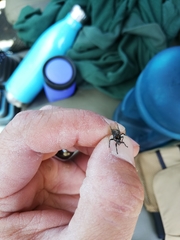 Struthiobosca struthionis