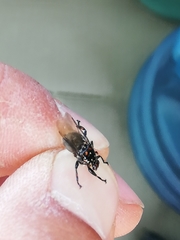 Struthiobosca struthionis