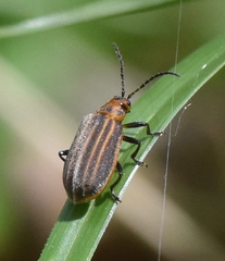 Neolochmaea dilatipennis