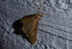 Eudonia octophora