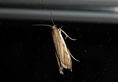 Orocrambus flexuosellus