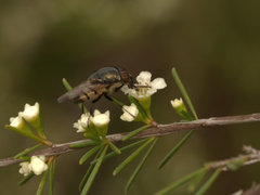 Stomorhina discolor