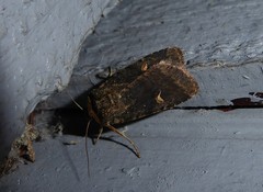 Proteuxoa tetronycha