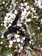 Laeviscolia frontalis