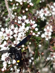 Laeviscolia frontalis