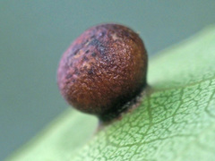 Harmandiola cavernosa