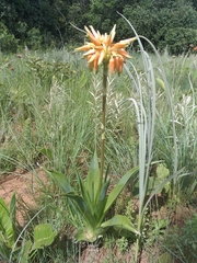 Aloe boylei