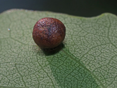 Harmandiola cavernosa