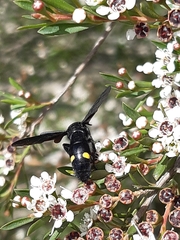 Laeviscolia frontalis