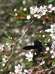 Laeviscolia frontalis