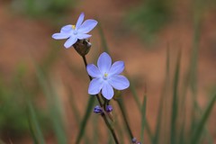 Orthrosanthus multiflorus