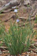 Orthrosanthus multiflorus