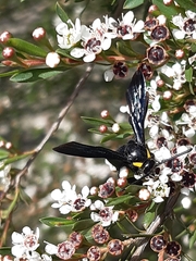 Laeviscolia frontalis