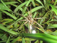 Tasmanicosa kochorum