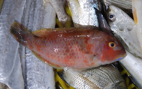 Azurio tuskfish (Choerodon azurio) — Labridae — 3