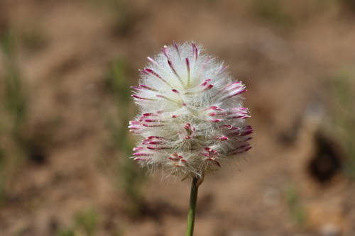 Ironstone Mulla Mulla (Ptilotus beckerianus)