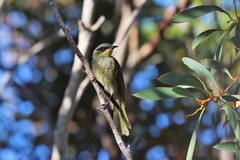 Lichenostomus cratitius