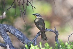 Lichenostomus cratitius