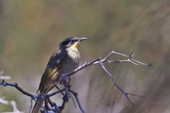 Lichenostomus cratitius