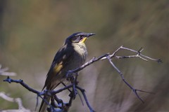 Lichenostomus cratitius
