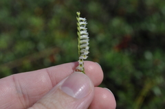 Spiranthes lacera lacera