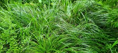 Carex geminata