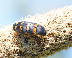 Temognatha