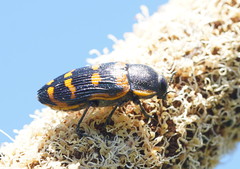 Temognatha