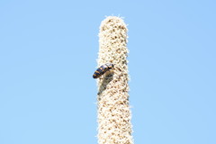 Temognatha
