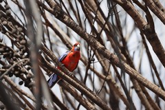 Platycercus elegans melanopterus