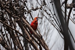 Platycercus elegans melanopterus