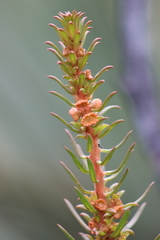Gyrostemon australasicus