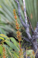 Gyrostemon australasicus