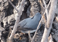 Sitta europaea