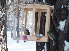 Parus major