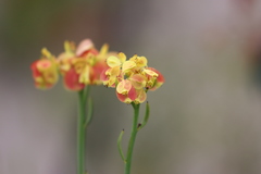 Glischrocaryon behrii