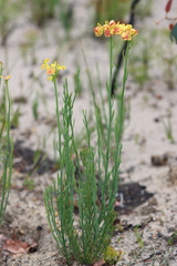 Glischrocaryon behrii