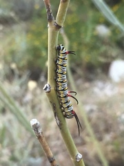 Danaus gilippus