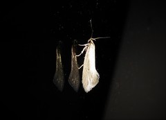 Tingena chloradelpha