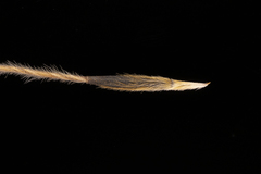 Austrostipa semibarbata