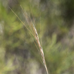 Austrostipa semibarbata