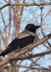 Corvus cornix