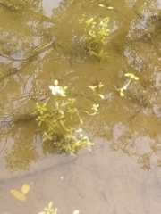 Callitriche petriei