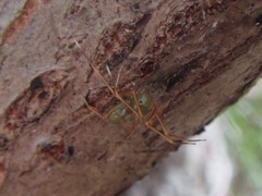 Amyciaea albomaculata